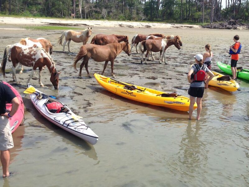 From Chincoteague: Guided Kayak Tour to Assateague Island - Starting Point at Chincoteague Veteran’s Memorial Park