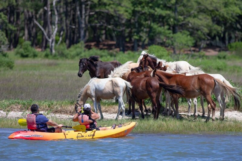 From Chincoteague: Guided Kayak Tour to Assateague Island - Booking, Cancellation, and Flexibility