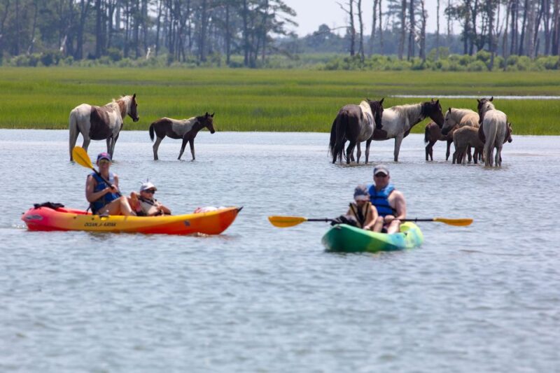 From Chincoteague: Guided Kayak Tour to Assateague Island - Comparing Similar Water-Based Tours in the Area
