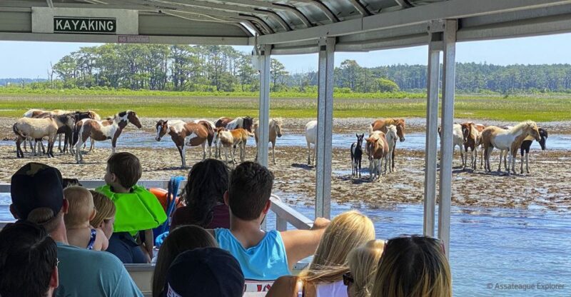From Chincoteague Island: Assateague Island Boat Tour - What Wild Animals Can You Expect to See on the Cruise?