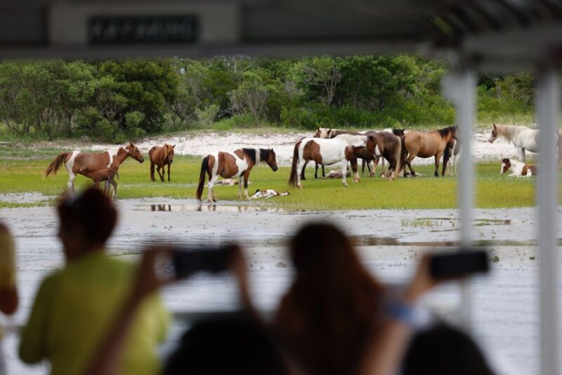 From Chincoteague Island: Assateague Island Boat Tour - Exploring the Assateague and Chincoteague Wildlife Refuge