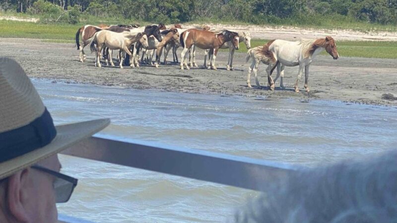 From Chincoteague Island: Assateague Island Boat Tour - The Role of the Local Guides and Their Stories