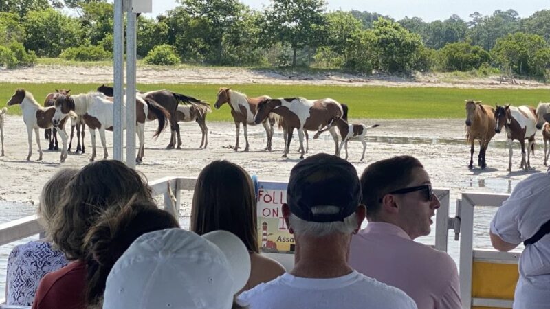 From Chincoteague Island: Assateague Island Boat Tour - The Scenic Route: From Chincoteague to Assateague