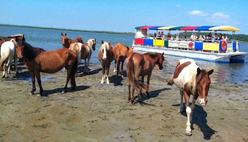 From Chincoteague Island: Assateague Island Boat Tour - Practical Tips for a Smooth Experience