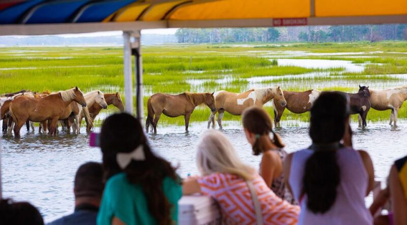 From Chincoteague Island: Assateague Island Boat Tour - How This Tour Compares to Other Wildlife Experiences