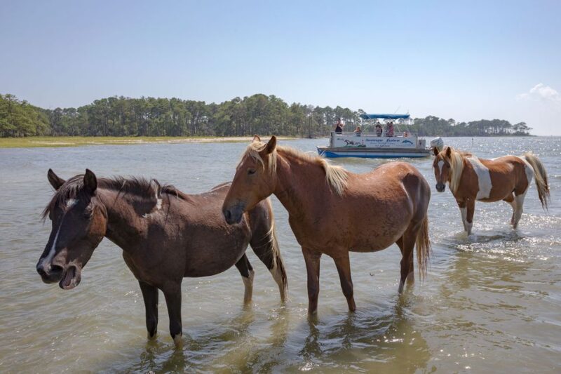 From Chincoteague Island: Assateague Island Boat Tour - Wildlife Sightings and Why They Vary