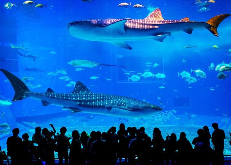 From city of Side: Antalya Aquarium Full-Day Trip - Transportation and Guides