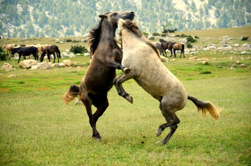 From city of Side: Ormana Village Day Tour with Lunch - Key Points