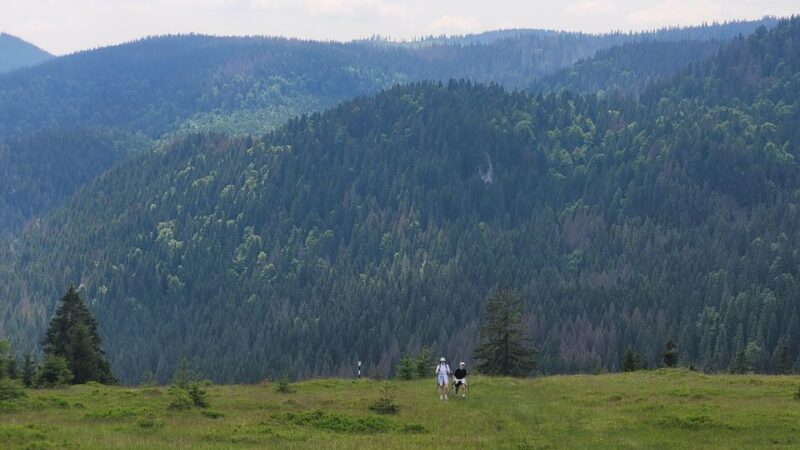 From Cluj-Napoca: Day Hike to Vldeasa Peak - The Hike to Vldeasa Chalet: Two Hours of Mountain Walking