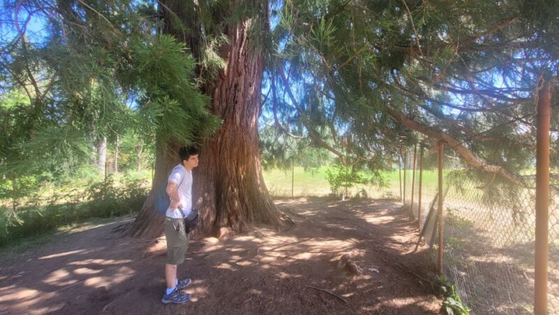 From Cluj-Napoca: Day Hike to Vldeasa Peak - Reaching the Summit: Two Hours to Vldeasa Peak