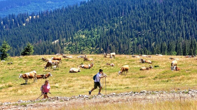 From Cluj-Napoca: Day Hike to Vldeasa Peak - The Experience Provider: Curly Guide