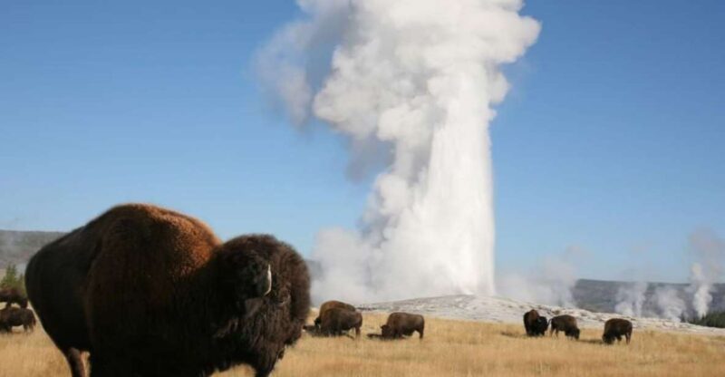 From Cody: Full-Day Yellowstone National Park Tour - Experience Yellowstone on a Full-Day Guided Tour from Cody