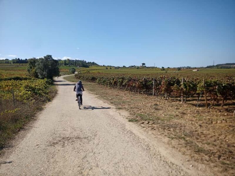 From Coimbra: Cycling in the Vineyards of Bairrada - Exploring the Bairrada Vineyards by Bike: An Authentic Portuguese Experience