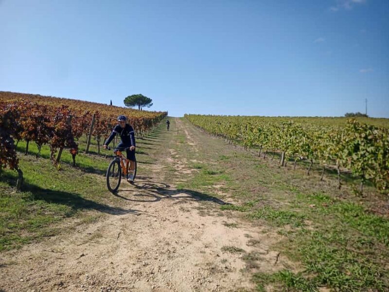 From Coimbra: Cycling in the Vineyards of Bairrada - The Route and Stops: A Detailed Breakdown