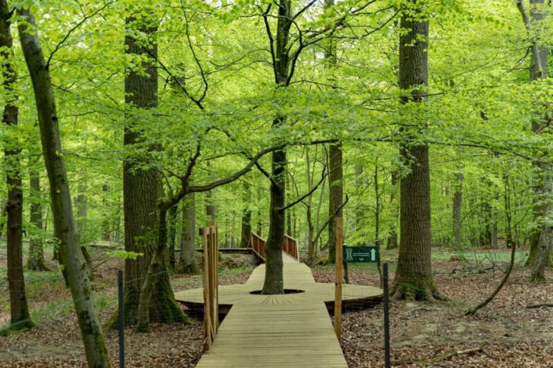 From Copenhagen: Round-Trip to Møns Klint and Forest Tower - Reviews Reflecting the Tour Experience