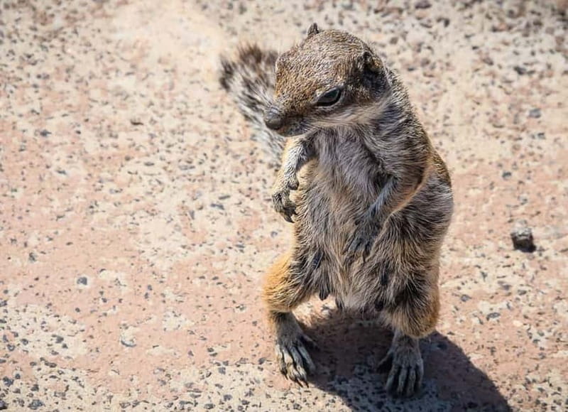 From Corralejo: Fuerteventura Guided E-Bike/E-scooter Tour - Relaxing at a Panoramic Volcano Viewpoint Bar