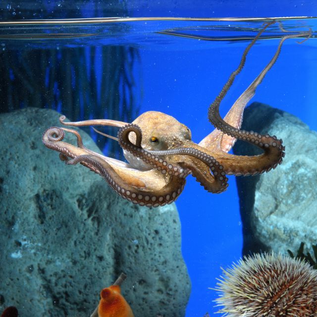 From Costa Brava: Barcelona Day Trip with Aquarium Visit - Discovering the Barcelona Day Trip from Costa Brava