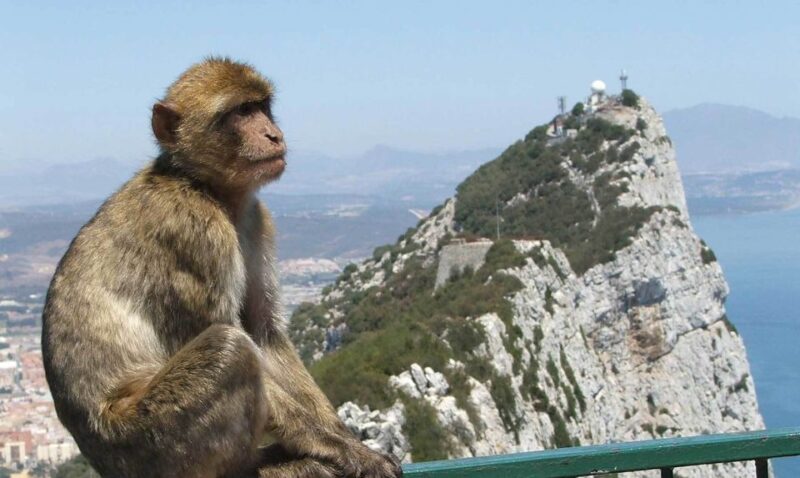 From Costa del Sol: Day Trip to Gibraltar with Guided Tour - The Rock of Gibraltar: A Partial View, Not the Summit