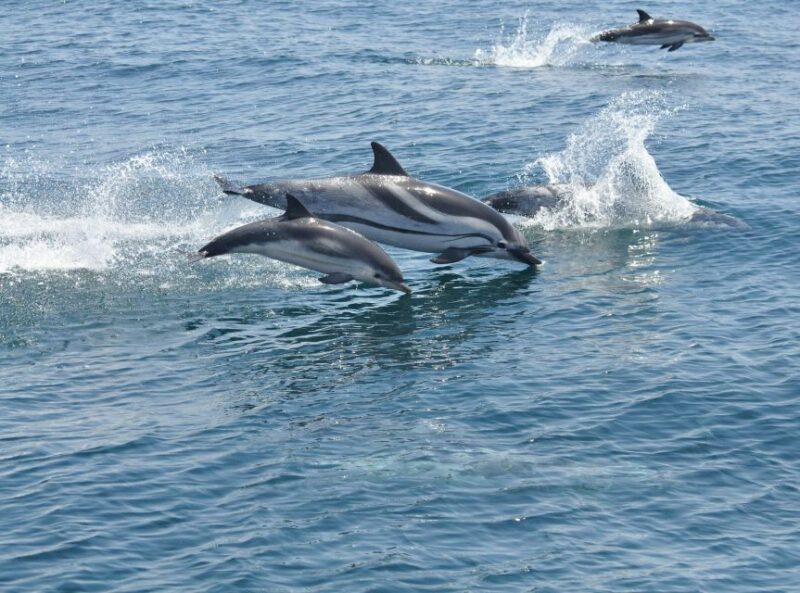 From Costa del Sol: Gibraltar Dolphin Watching by Boat - The Gibraltar Marine Environment and UNESCO Designation