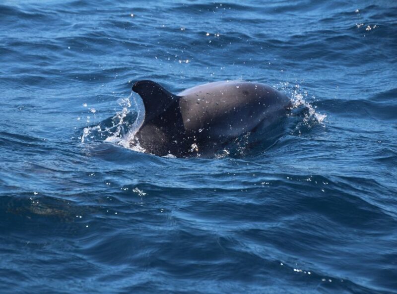 From Costa del Sol: Gibraltar Dolphin Watching by Boat - Lunch, Shopping, and Additional Free Time