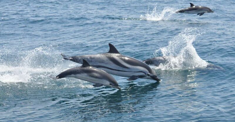 From Costa del Sol: Gibraltar Dolphin Watching by Boat - Return Journey and Drop-Off Locations