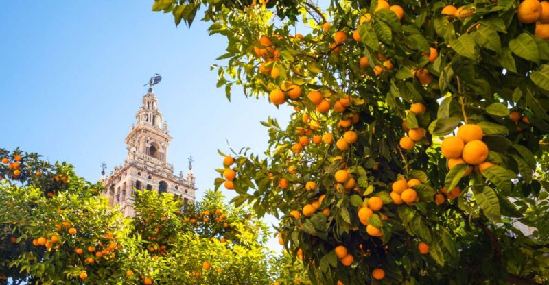 From Costa del Sol: Seville Day Trip - Exploring Barrio de Santa Cruz: Seville’s Historic Heart