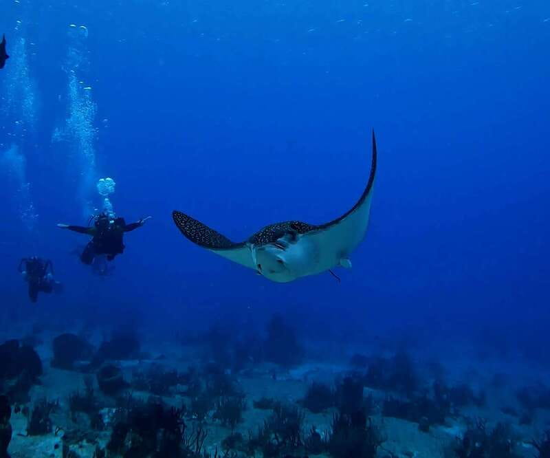 From Cozumel: Double Tank Scuba Diving for Certified Divers - The Value of This Cozumel Diving Tour