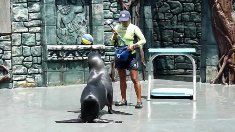 From Cozumel: Official Chankanaab Park Day Pass and Snorkel - Key Points