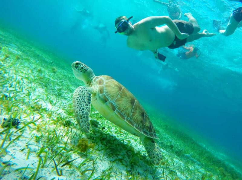 From Cozumel: Starfish, Stingrays & El Cielo Beach Snorkel - The Magic of Snorkeling at El Cielo Beach
