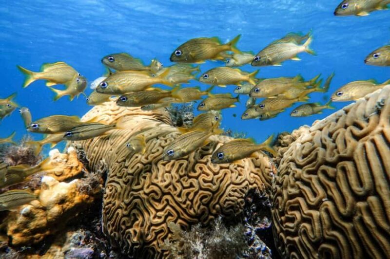 From Cozumel: Starfish, Stingrays & El Cielo Beach Snorkel - Encountering Stingrays at El Cielito Beach
