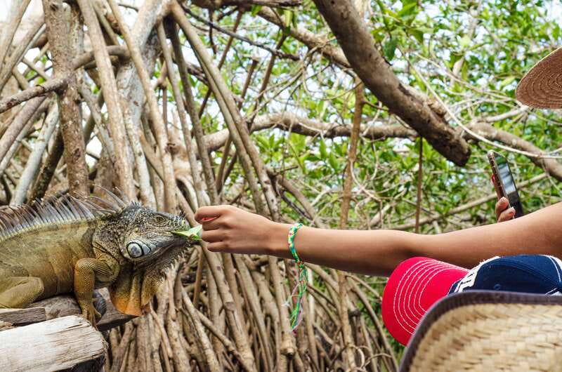 From Crucecita: Ventanilla, Zipolite, and Puerto Ángel Tour - Ventanilla’s Conservation and Mangrove Boat Cruise