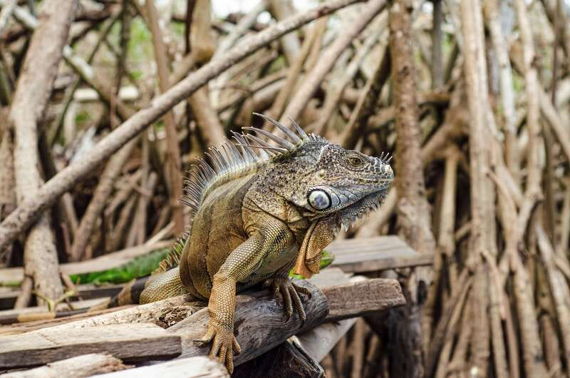 From Crucecita: Ventanilla, Zipolite, and Puerto Ángel Tour - A Well-Rounded Day of Nature and Coastline