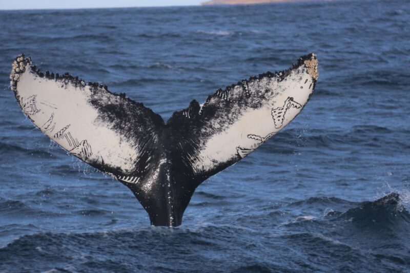 From Dalvik: Arctic Whale Watching in Northern Iceland - Discover Arctic Sea Tours’ Whale Watching from Dalvik for $70