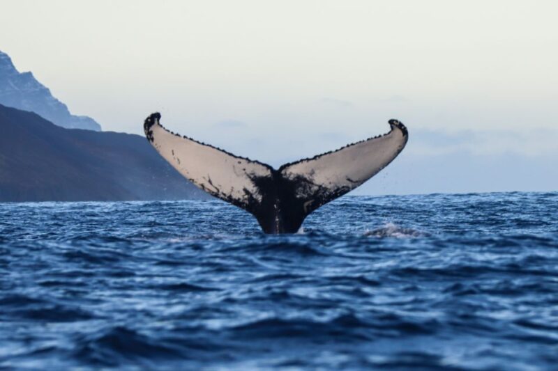 From Dalvik: Arctic Whale Watching in Northern Iceland - Key Points
