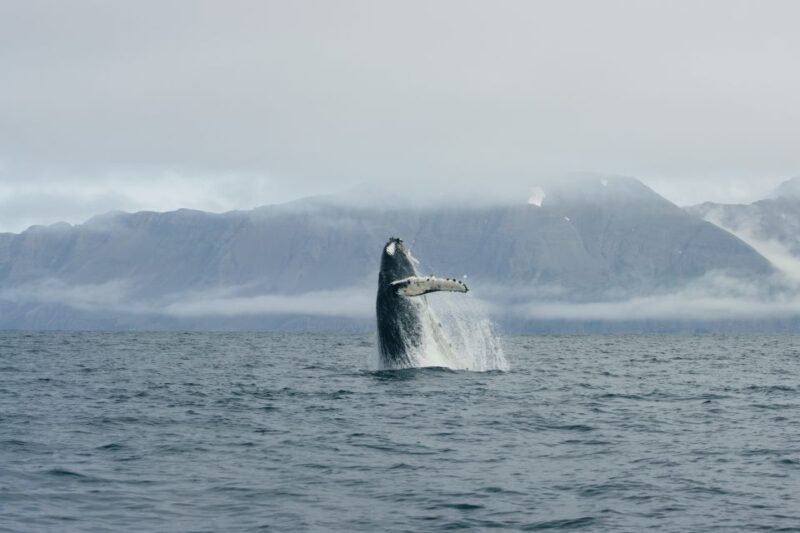 From Dalvik: Arctic Whale Watching in Northern Iceland - The Scenic Waters of Eyjafjordur