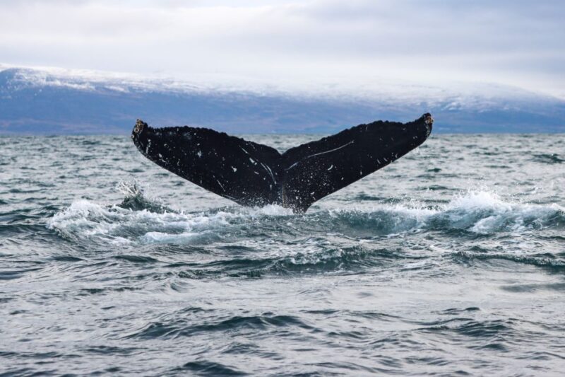 From Dalvik: Arctic Whale Watching in Northern Iceland - What to Expect During the Whale Watching Cruise