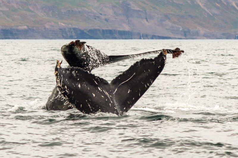 From Dalvik: Arctic Whale Watching in Northern Iceland - The Experience of Small-Group Whale Watching