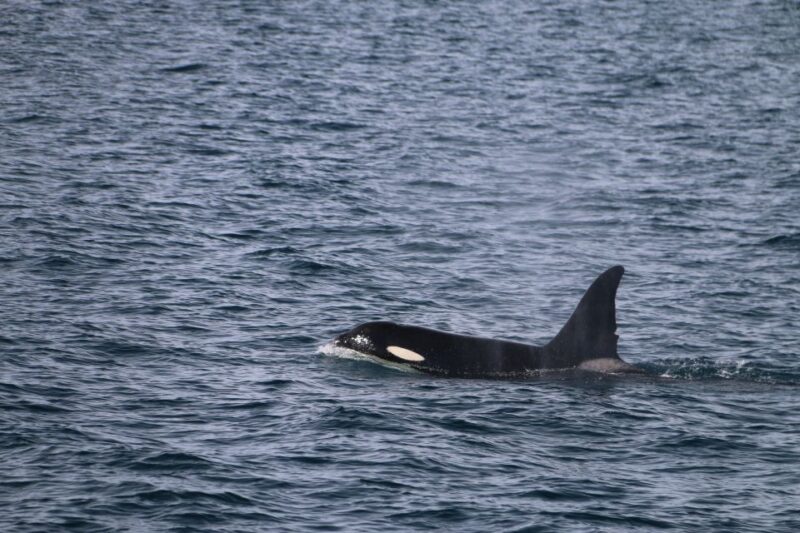 From Dalvik: Arctic Whale Watching in Northern Iceland - Customer Feedback and Highlights