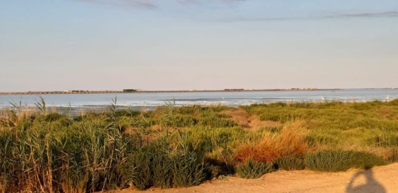 From Deltebre: Ebro Delta National Park Multi-Stop Day Trip - Salty Plants at Fangars Bay and Birdwatching Opportunities