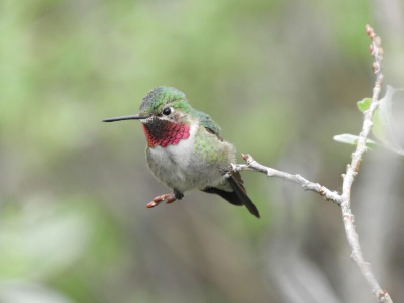 From Denver: Rocky Mountains Jeep Tour with Picnic Lunch - Key Points
