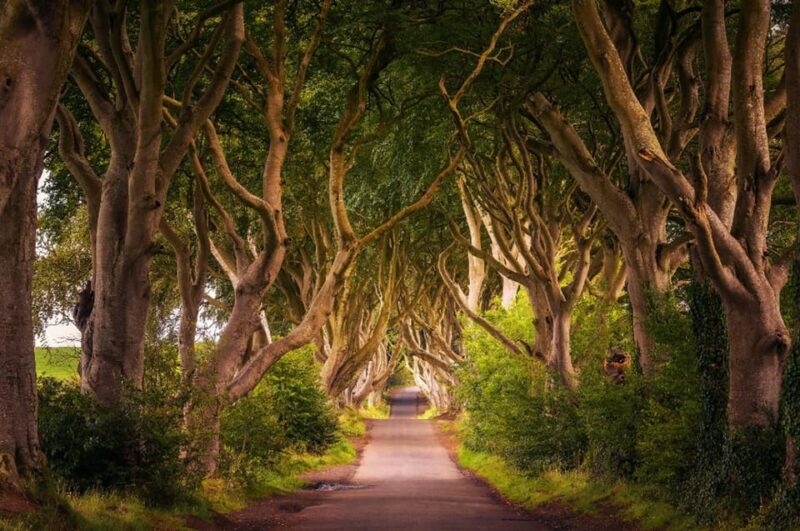 From Dublin: Giant's Causeway, Dark Hedge & Belfast Tour - From Dublin to the Dark Hedges: Ireland’s Enchanting Tree Avenue