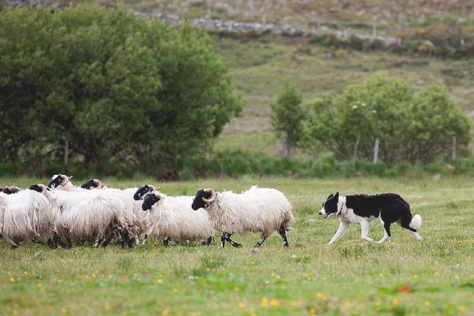 From Dublin: Wicklow, Glendalough, Waterfall & Sheepdog demo - Value and Booking