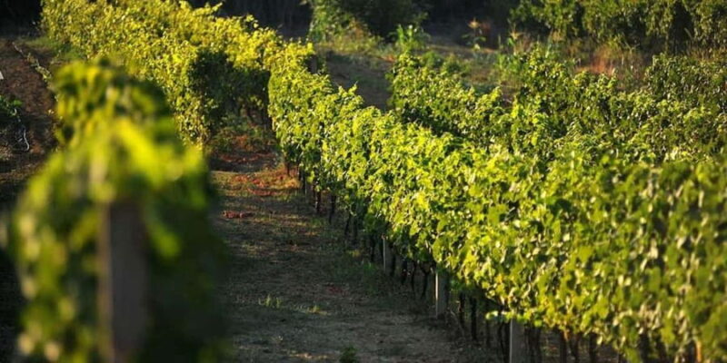 From Dubrovnik Konavle wine tasting tour and Cavtat - Tasting at the Winery with a Traditional Brunch