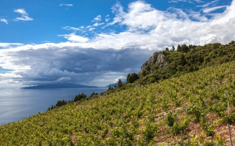 From Dubrovnik: Private Day Trip to Ston & Korula & wine - Visiting a Family-Owned Winery on Peljesac Peninsula