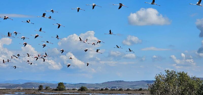 From Durrës: Divjakë-Karavasta National Park Day Trip - Visiting the National Park Museum and Learning Opportunities