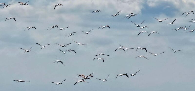 From Durrës: Divjakë-Karavasta National Park Day Trip - Practical Tips and Activity Details