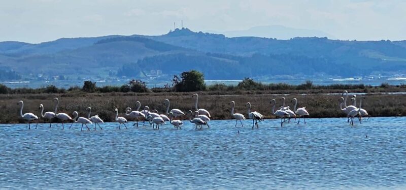 From Durrës: Divjakë-Karavasta National Park Day Trip - Accessibility and Suitability for Different Visitors