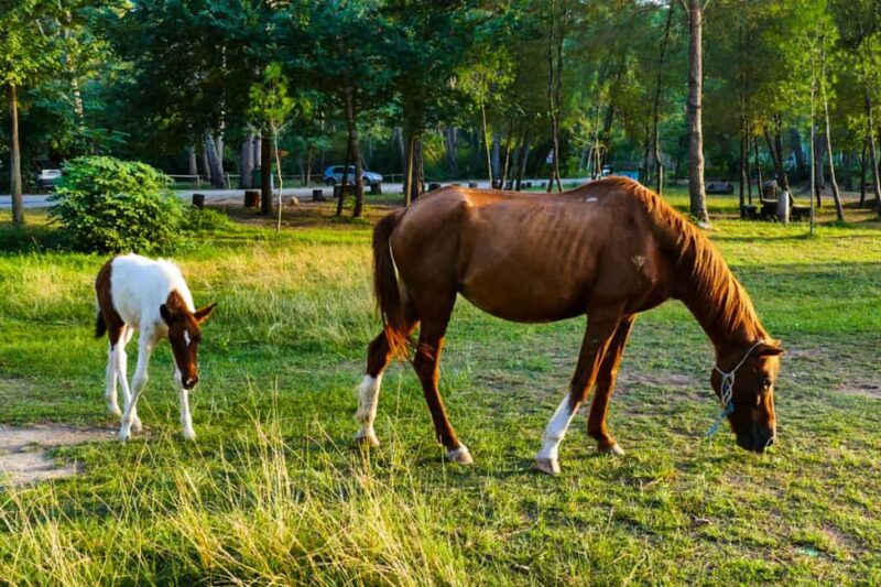 From Durrës: Karavasta Lagoon Birdwatching & Watch Tower - Visiting the Iconic Kulla 360 Watch Tower