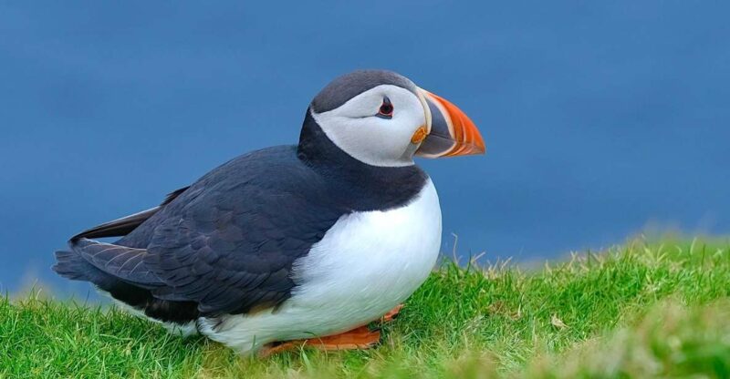 From Edinburgh: 6-Day Shetland & Nothernmost Explorer - Viking History and Cultural Highlights