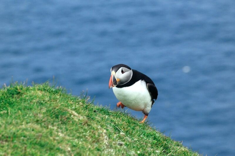 From Edinburgh: 6-Day Shetland & Nothernmost Explorer - Logistical Details and Group Experience
